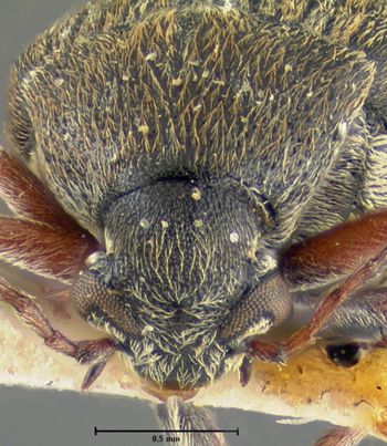 Media type: image;   Entomology 25054 Aspect: head frontal view